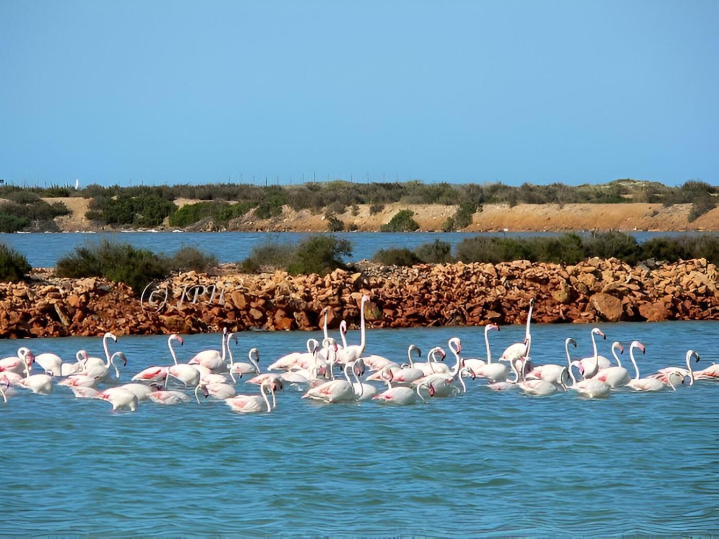 Flamingo Vila Alicante San Pedro del Pinatar Exterior foto